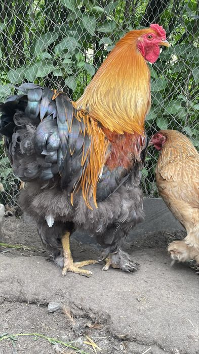 Півні, кури Брама