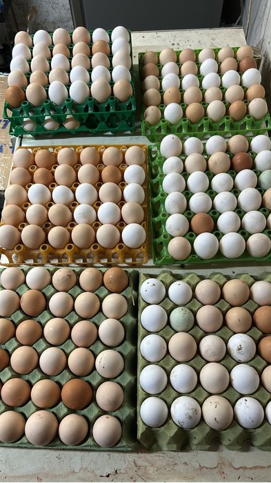 Swojskie  jajka od kurek