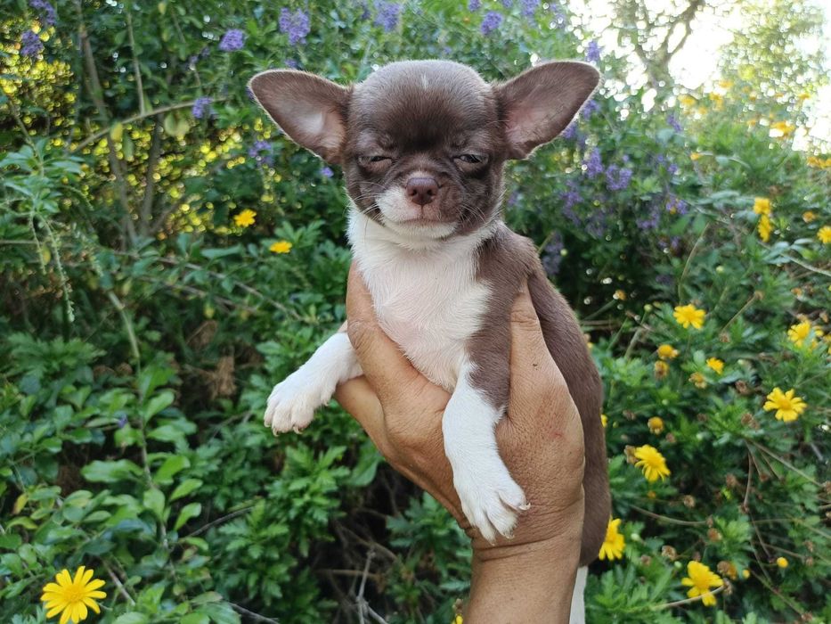 Chihuahua fêmea mini