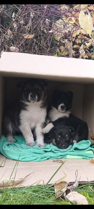 Собачки потребують домівки