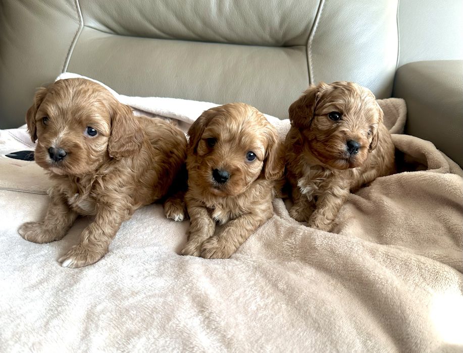 Cavapoo samczyk Cavalier+Pudel Toy