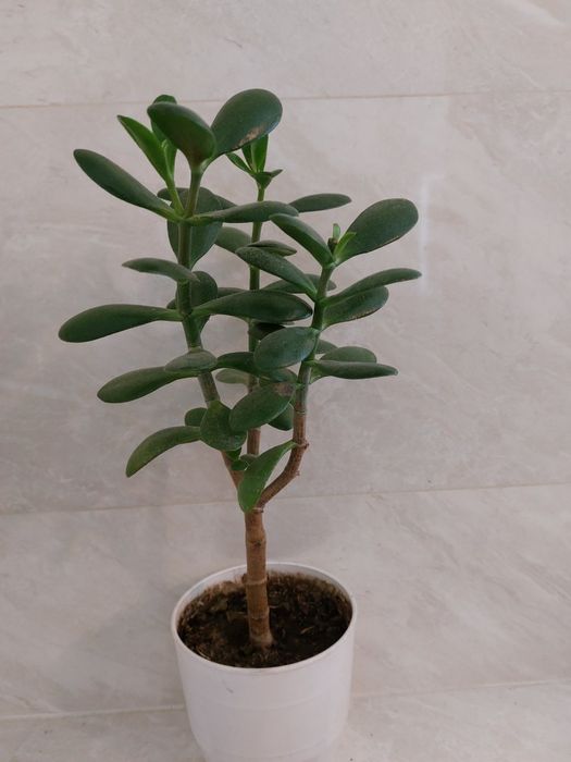 Фікус великий вазон