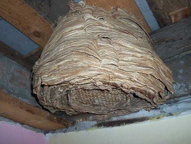 Usuwanie gniazd szerszeni i os – Szybko, Bezpiecznie, 24/7! Bełchatów i okolice