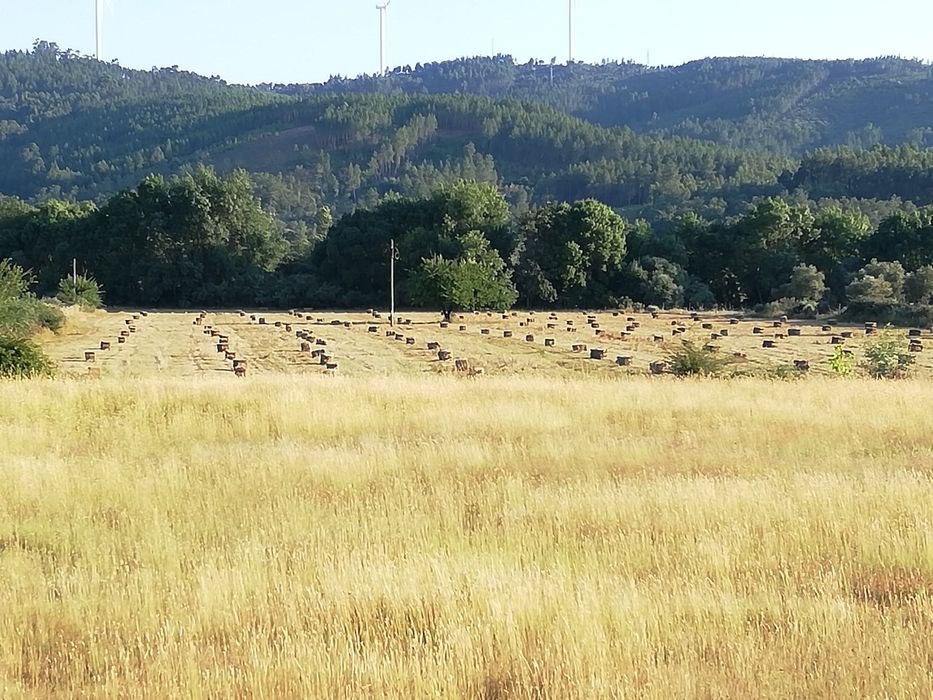 Quinta em Meimoa 9 ha