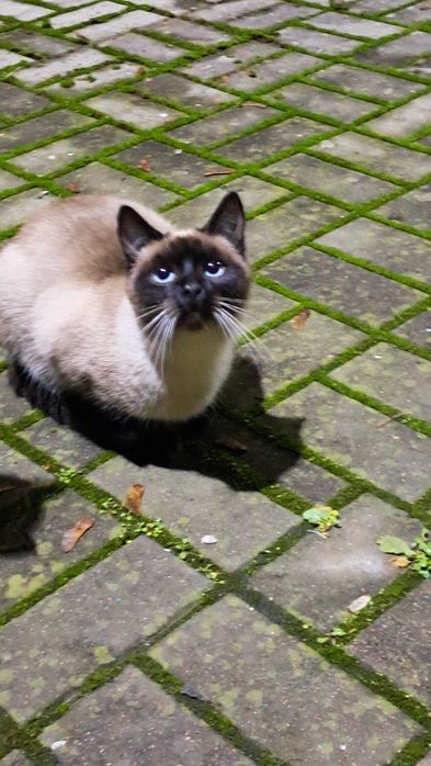 Кошенята  шукають родину