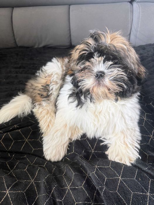 szczeniak shih tzu - Afrodyta