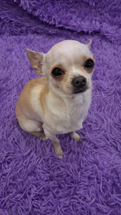 Мальчик чихуахуа приглашает на вязку