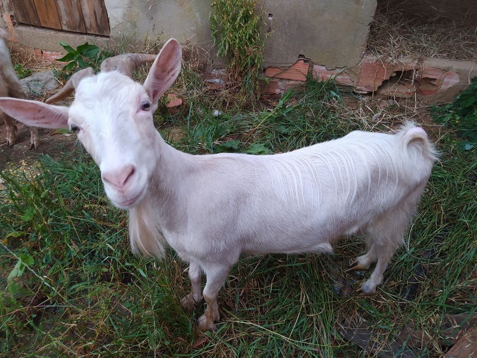 Vendo cabras possivelmente cheias
