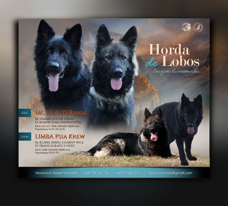 Owczarek staroniemiecki