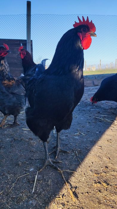 Петухи Брама и Джерсиец