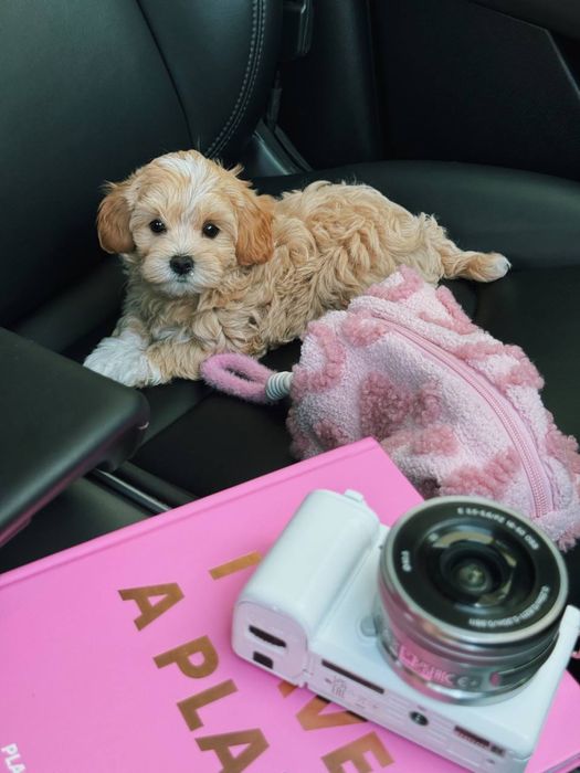 Mina Мальтипу F1 PREMIUM