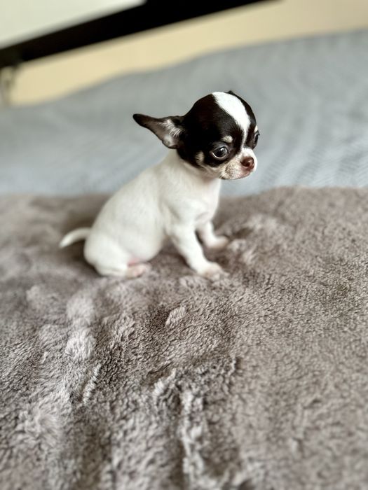 Femea chihuahua mini