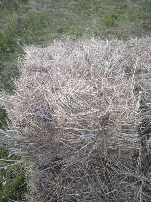 Сено луговое тюки