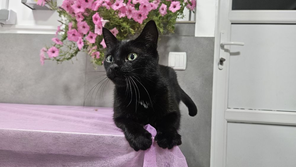 Чорна киця в добрі руки! Стерилізована