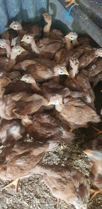 Ovos  caseiros e frangas.