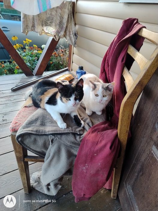 Віддам стерилізованих кішечок