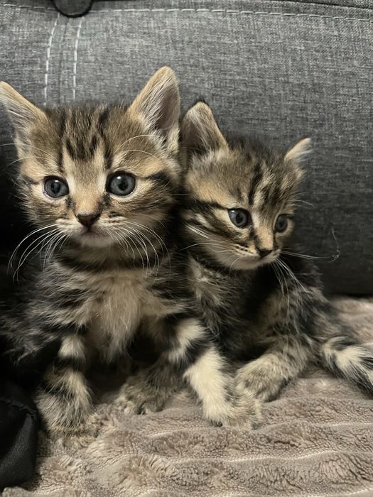 Віддам кошенят в добрі руки