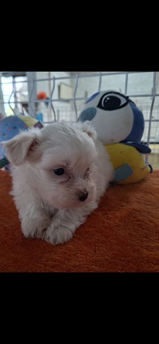 O seu bichon maltês