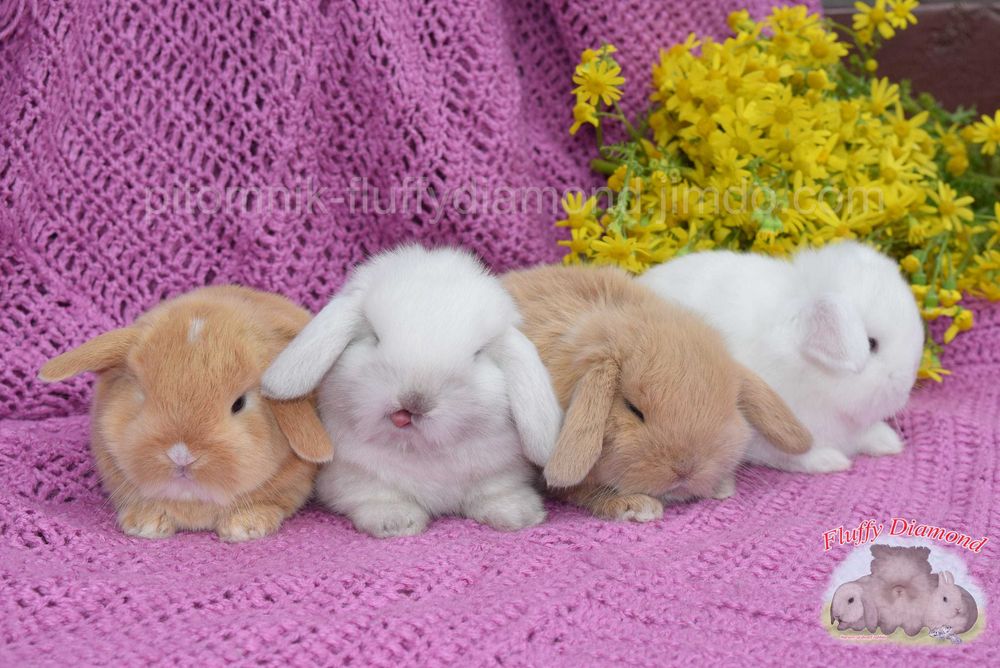 Висловухі кролики NHD. Роскішні кроленята з розплідника. Великий вибір