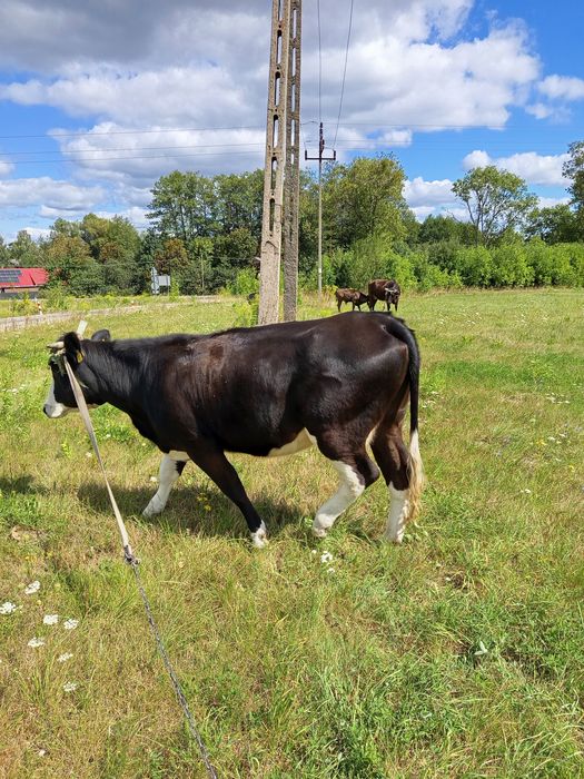 Krowa mięsna   z drugim cielakiem