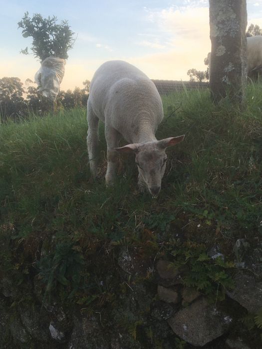 Macho cruzado charoles