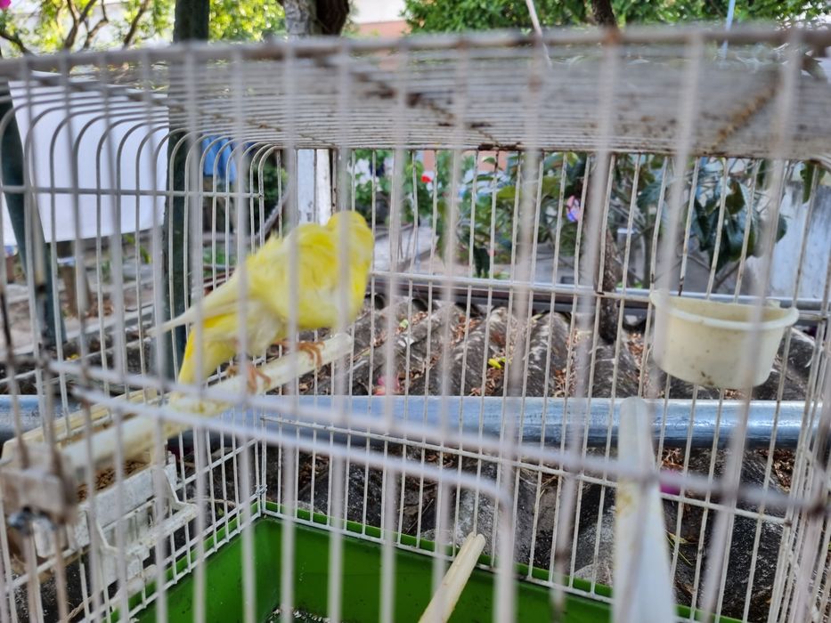 Canario Frisado macho