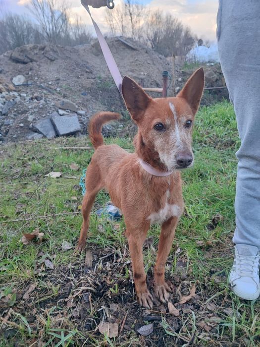 Caozinho com 5 aninhos para adopção