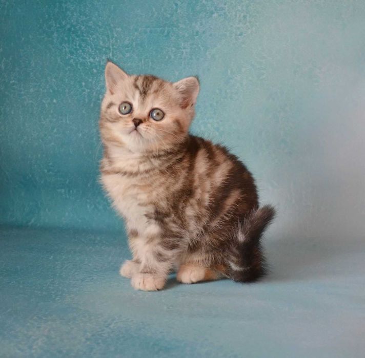 Шотландська мармурова дівчинка Ліза