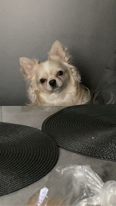 Ищу невесту чихуахуа