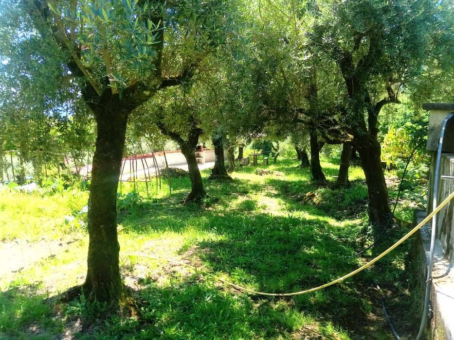 Casa para restaurar e terreno