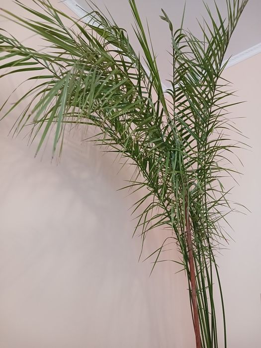 Фінікова пальма 220 см.