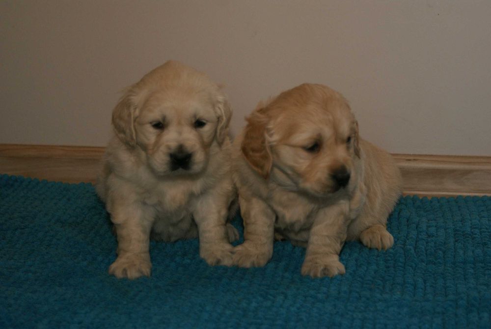Piękne szczenięta Golden  Retriever !!