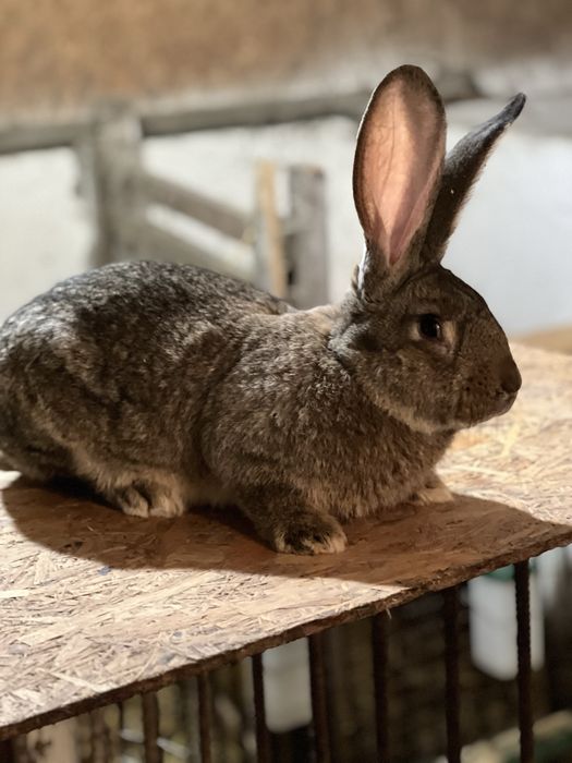 Królik olbrzym belgijski samica