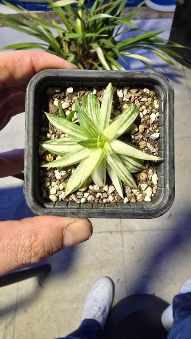 Haworthia marumiana variegata