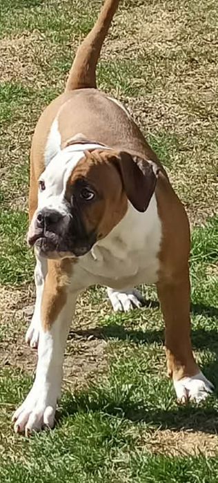 Buldog Amerykański (Suczka)