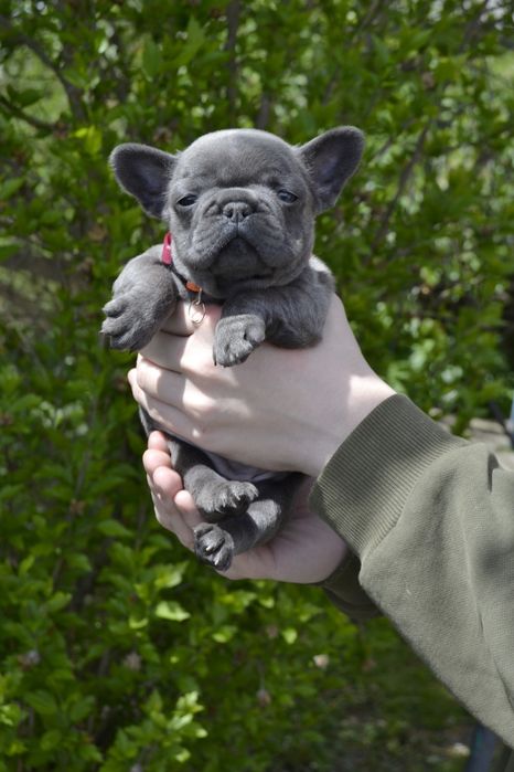 Вибір блакитних дівчат