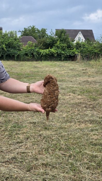 Той пуделя від тедді пуделя (Китай)! Є " Оплата частинами"