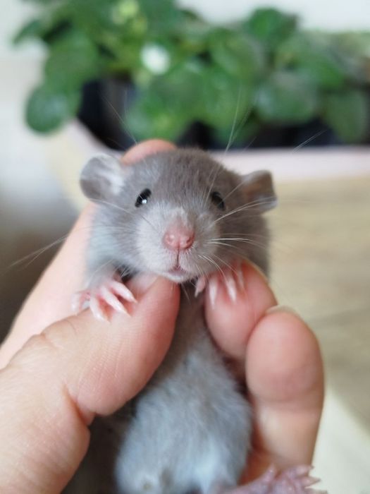 Крысенок дамбо. Девочки