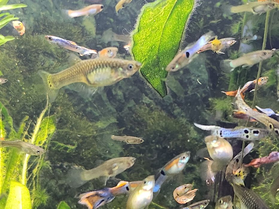 Guppies Machos, Fêmeas e Casais