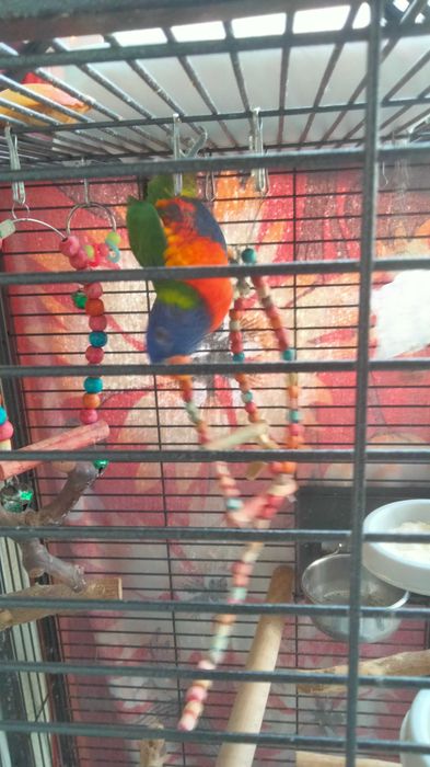 Vendo 2 papagaios com casa