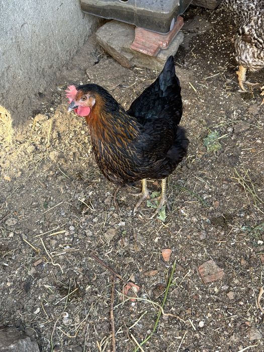 Ovos biológicos - Campo