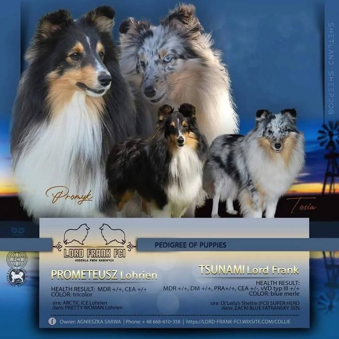 Owczarek szetlandzki sheltie ZKwP lato