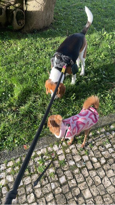 Petsitting zona vila do conde