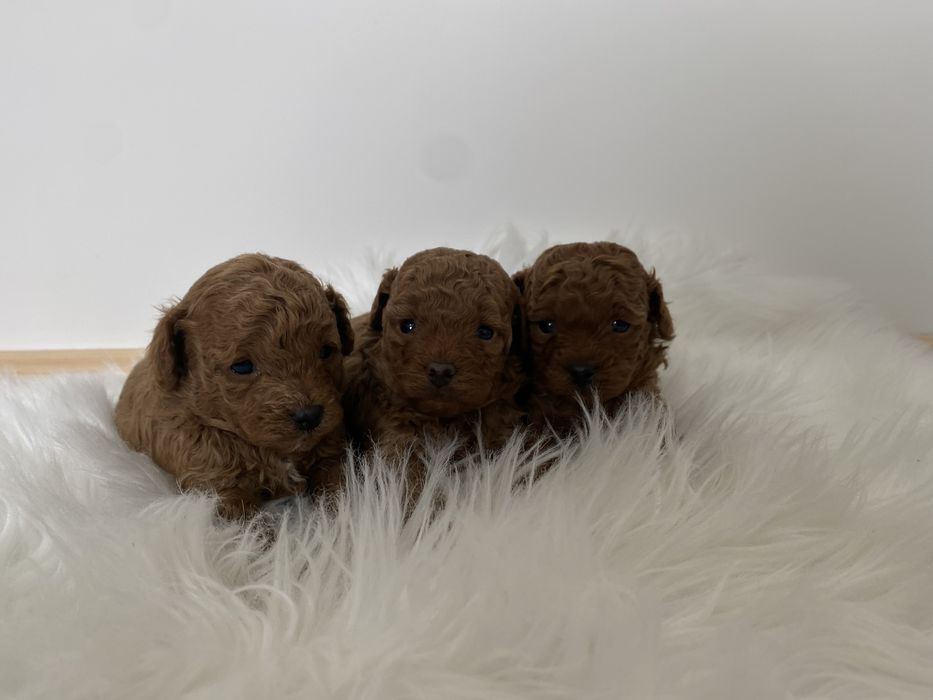 Продаються той-пудель  Івано-Франківськ