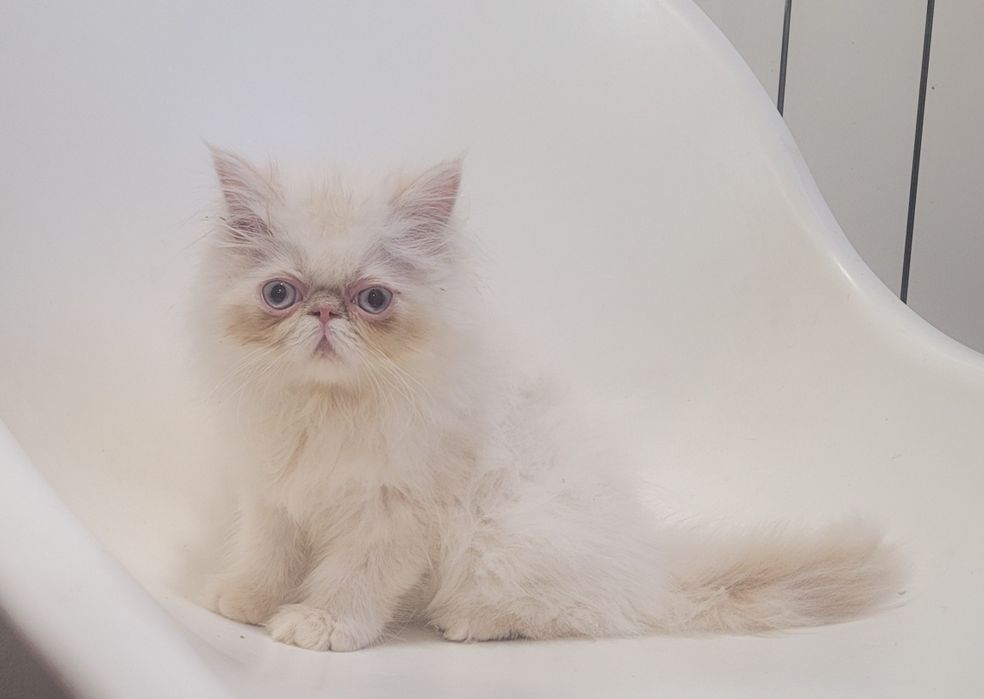 Gatinho persa macho