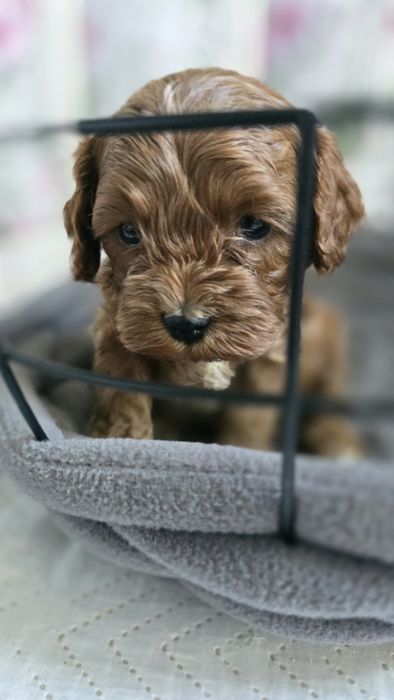 Cavapoo/ chłopczyk