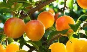 Fruta e compotas  biológicas