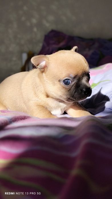 Хлопчик чихуахуа