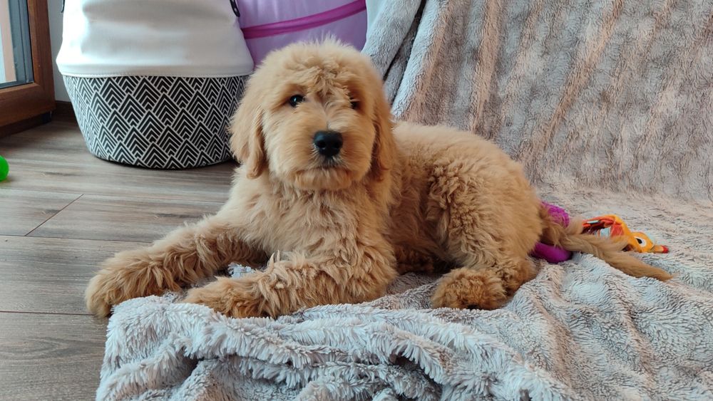 Doodle Goldendoodle badania genetyczne golden pudel