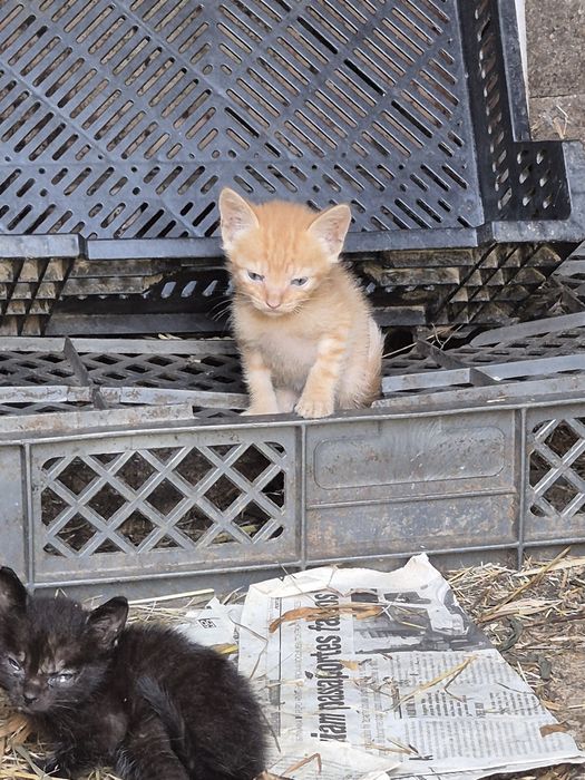 5 gatos para dar